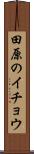 田原のイチョウ Scroll