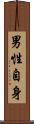男性自身 Scroll