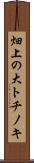 畑上の大トチノキ Scroll