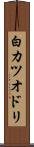白カツオドリ Scroll