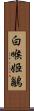 白喉姬鶲 Scroll