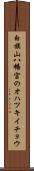白旗山八幡宮のオハツキイチョウ Scroll