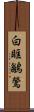 白眶鶲鶯 Scroll