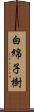 白綿子樹 Scroll