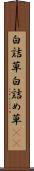 白詰草 Scroll