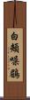 白頰噪鶥 Scroll