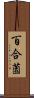 百合薗 Scroll
