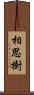 相思樹 Scroll