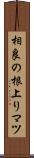 相良の根上りマツ Scroll