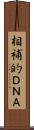 相補的ＤＮＡ Scroll