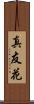 真友花 Scroll