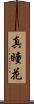 真瞳花 Scroll