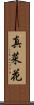 真菜花 Scroll