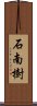 石南樹 Scroll