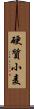 硬質小麦 Scroll