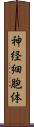 神経細胞体 Scroll