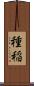 種稲 Scroll