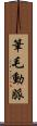 筆毛動脈 Scroll