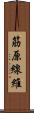 筋原線維 Scroll