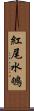 紅尾水鴝 Scroll