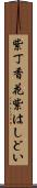 紫丁香花 Scroll