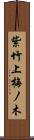 紫竹上梅ノ木 Scroll