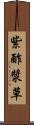 紫酢漿草 Scroll