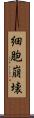 細胞崩壊 Scroll