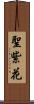 聖紫花 Scroll