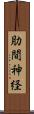 肋間神経 Scroll