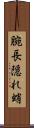 腕長隠れ蛸 Scroll