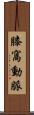 膝窩動脈 Scroll