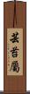 芸苔屬 Scroll