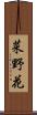 菜野花 Scroll