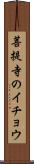 菩提寺のイチョウ Scroll
