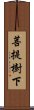 菩提樹下 Scroll