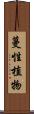蔓性植物 Scroll