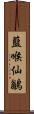 藍喉仙鶲 Scroll