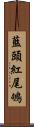 藍頭紅尾鴝 Scroll