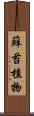 蘚苔植物 Scroll