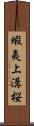 蝦夷上溝桜 Scroll