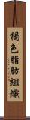 褐色脂肪組織 Scroll