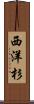 西洋杉 Scroll