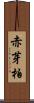 赤芽柏 Scroll