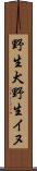 野生犬 Scroll