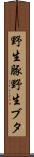 野生豚 Scroll