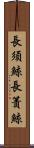 長須鯨 Scroll