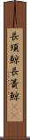 長須鯨 Scroll