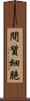 間質細胞 Scroll