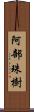 阿部珠樹 Scroll